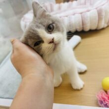 超ホヤホヤ最新画像✨珍しい色合いにまん丸癒し顔♡ブリティッシュショートヘアくん！