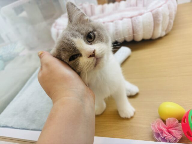 超ホヤホヤ最新画像✨珍しい色合いにまん丸癒し顔♡ブリティッシュショートヘアくん！