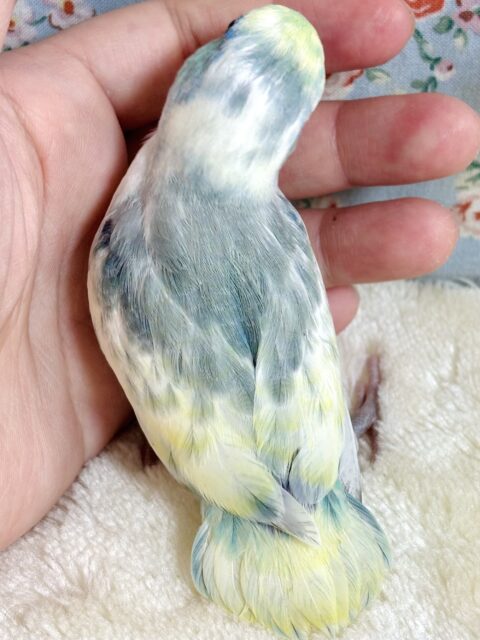 マメルリハ ターコイズヘビーパイドブルー 男の子 💛💙🎵 マメルリハ