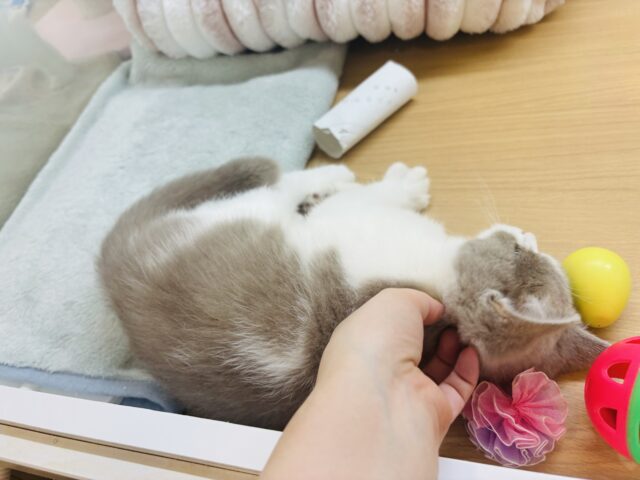 ブリティッシュショートヘア