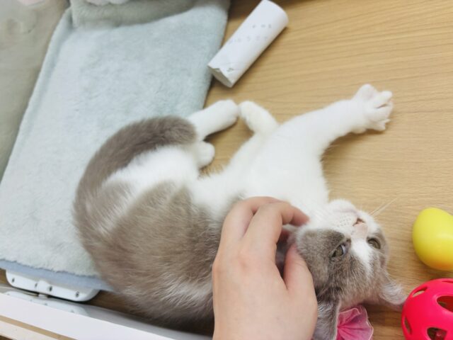 ブリティッシュショートヘア