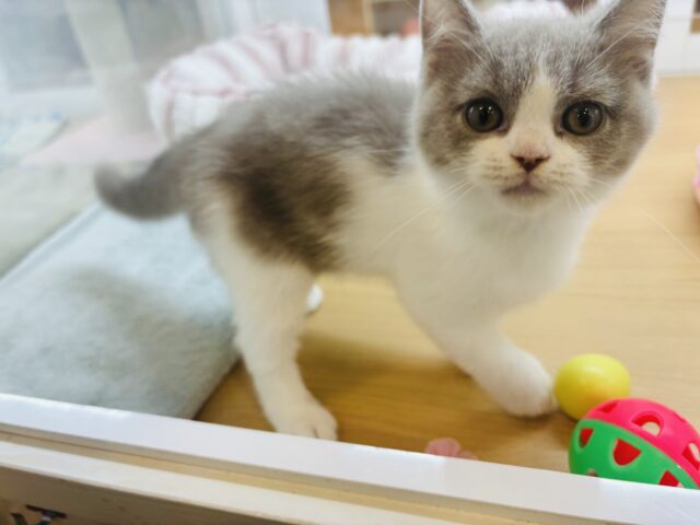 ブリティッシュショートヘア