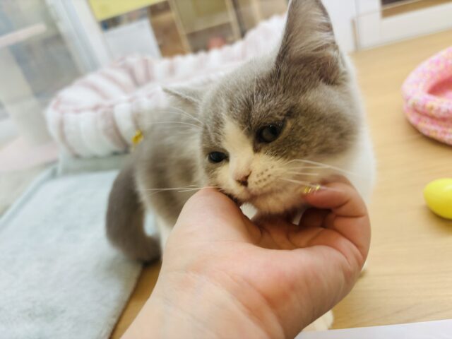 ブリティッシュショートヘア