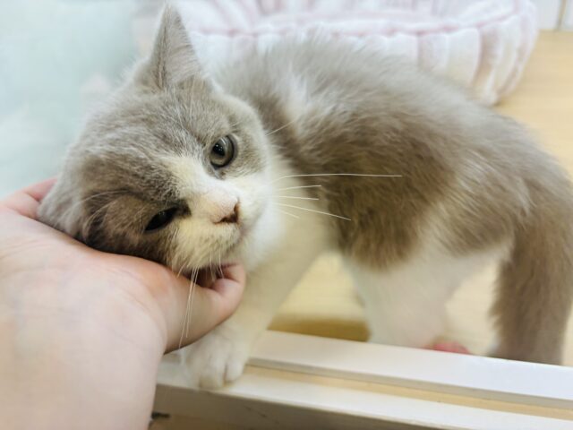 ブリティッシュショートヘア