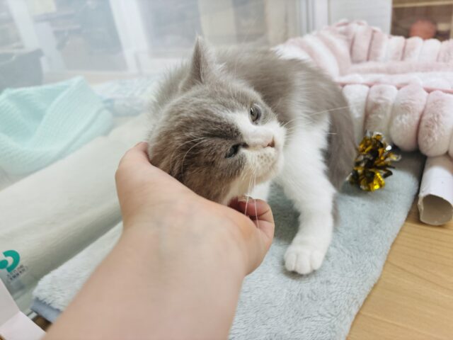 ブリティッシュショートヘア