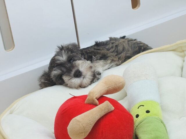 ミニチュアシュナウザー