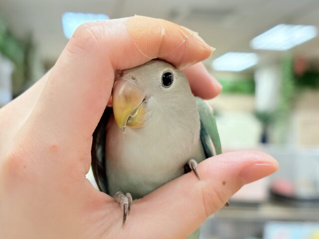 コザクラインコ（小桜インコ）