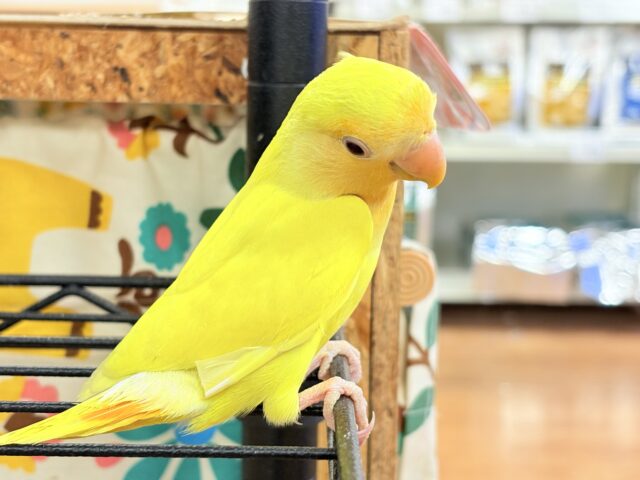 コザクラインコ（小桜インコ）