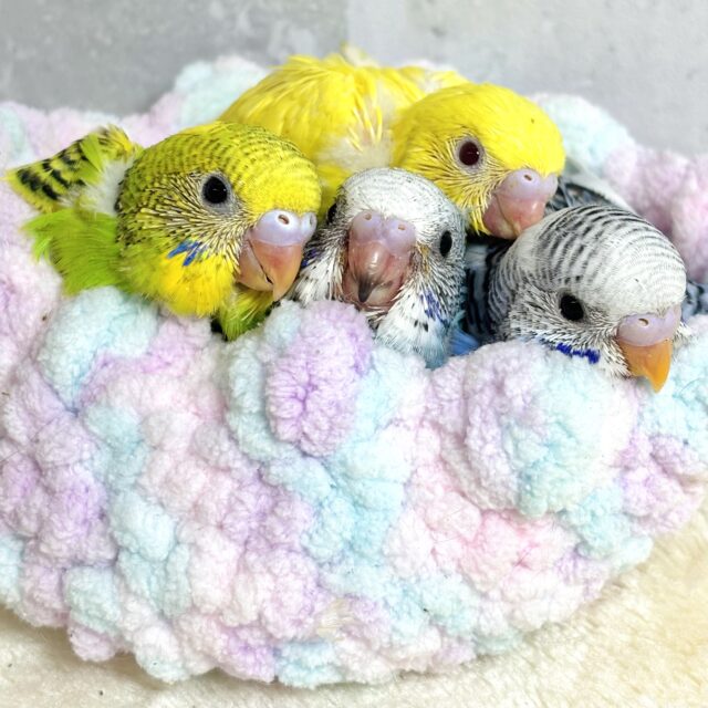 【厚木店】✧︎セキセイインコフェア〜✨️🐤.𖥔 ݁