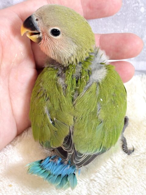 コザクラインコ（小桜インコ）