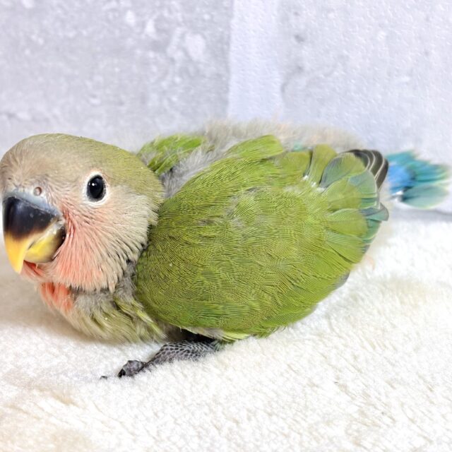 コザクラインコ（小桜インコ）