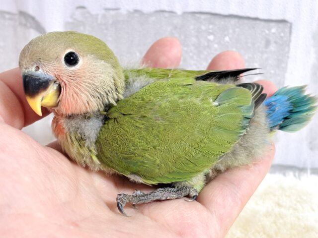 コザクラインコ（小桜インコ）