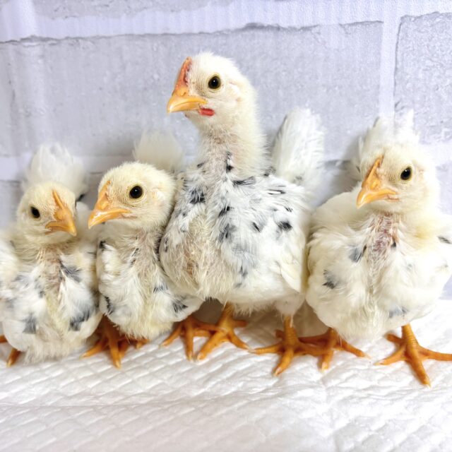 ゴイシチャボちゃんず！4羽🐥🐥🐥🐥✨.ﾟ･*..☆