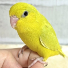 マメルリハ  アメリカンイエロー  女の子  💛🌼