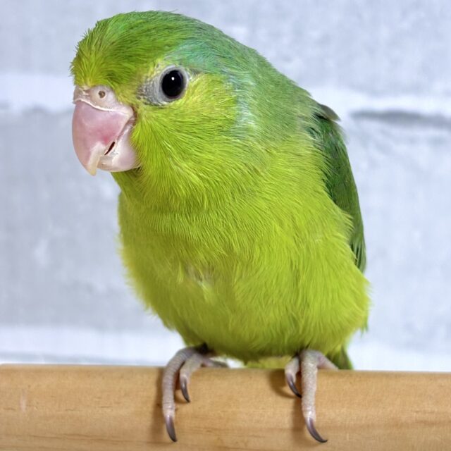 マメルリハ ノーマルグリーン 女の子 ☘️🍏