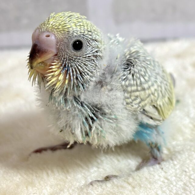 セキセイインコ