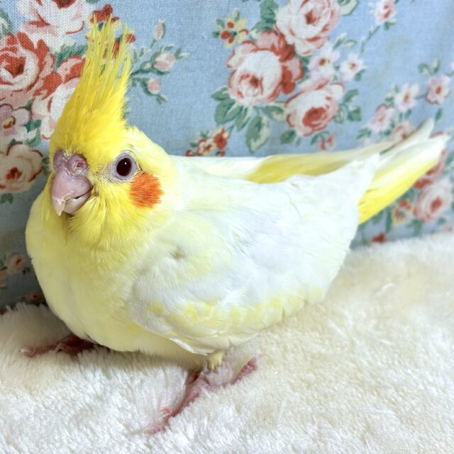 オカメインコ