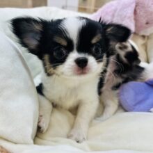 尻尾の振りがとまらな〜い♡♡チワワちゃん！