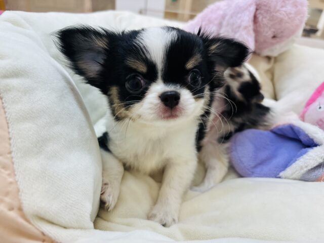 尻尾の振りがとまらな〜い♡♡チワワちゃん！