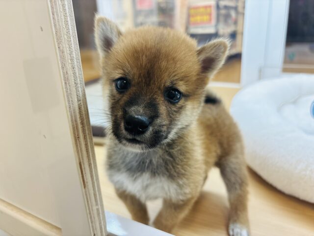 僕の可愛さでとろけさせちゃう♥柴犬くん！