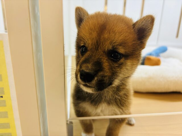 柴犬