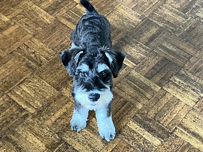 ミニチュアシュナウザー