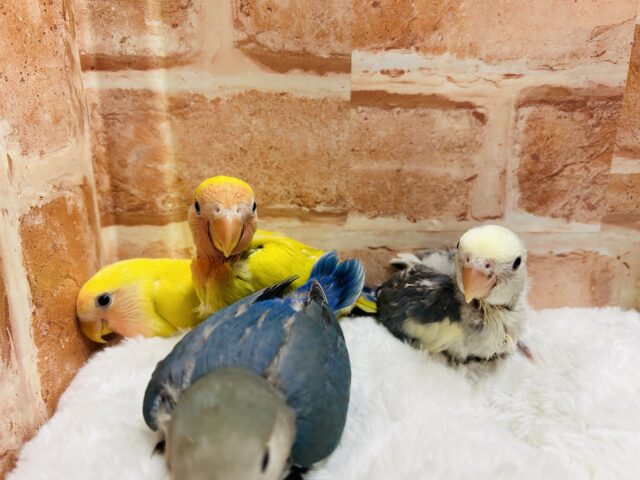 ⭐️⭐️コザクラインコフェア開催⭐️⭐️