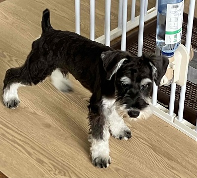 ミニチュアシュナウザー