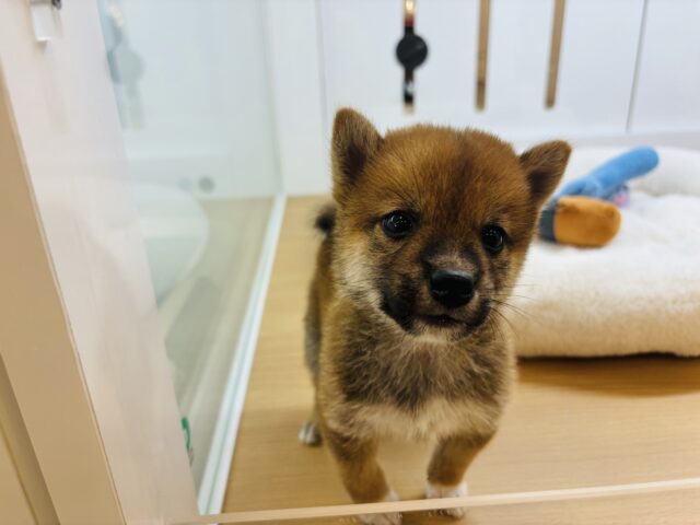 柴犬