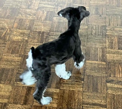 ミニチュアシュナウザー