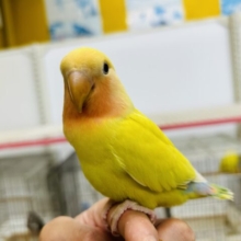 ①【☆最新画像更新☆】圧倒的な存在感⁉　黄金に輝くボディが魅力的🔥　コザクラインコ（ゴールデンチェリー）