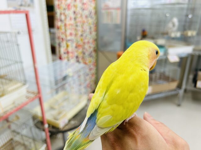 コザクラインコ（小桜インコ）