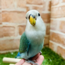 ①【☆最新画像更新☆】やっぱりこのカラーだよね✨　コザクラインコ（ブルーチェリー）