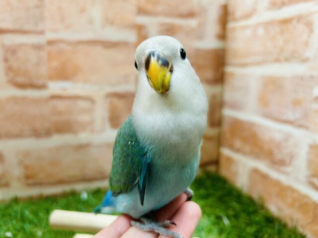 ①【☆最新画像更新☆】やっぱりこのカラーだよね✨　コザクラインコ（ブルーチェリー）