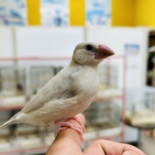 【☆最新画像更新☆】元気いっぱい！！すくすく成長中🎵　シルバー文鳥