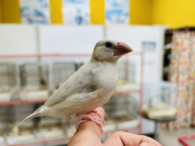 【☆最新画像更新☆】元気いっぱい！！すくすく成長中🎵　シルバー文鳥