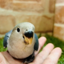 ②元気いっぱい🔥🔥🔥　コザクラインコ(ブルーチェリー)