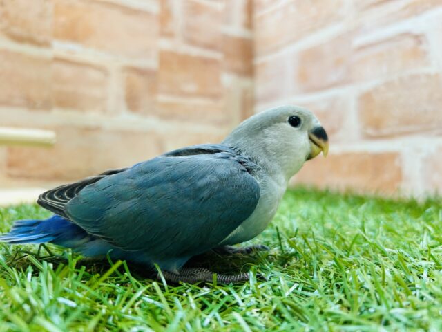 ②元気いっぱい🔥🔥🔥 コザクラインコ(ブルーチェリー) コザクラインコ(小桜インコ)