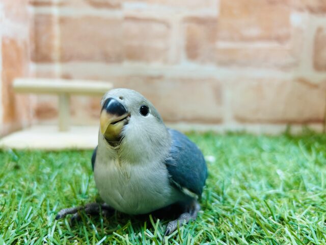 ②元気いっぱい🔥🔥🔥 コザクラインコ(ブルーチェリー) コザクラインコ(小桜インコ)