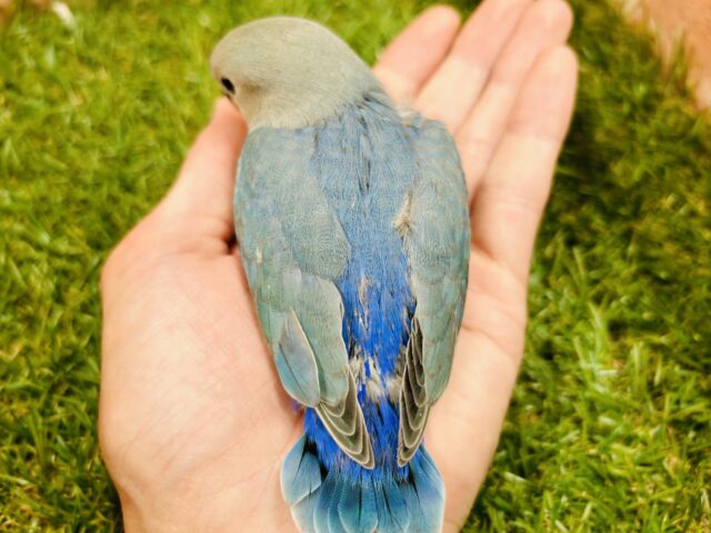 ②元気いっぱい🔥🔥🔥 コザクラインコ(ブルーチェリー) コザクラインコ(小桜インコ)