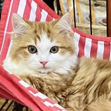 順調に成長✨イケメン過ぎるスコティッシュフォールドです！