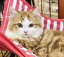 順調に成長✨イケメン過ぎるスコティッシュフォールドです！