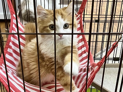 スコティッシュフォールド