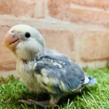 綺麗な色合いが魅力的💙💛💙💛　コザクラインコ（バイオレットパイド）