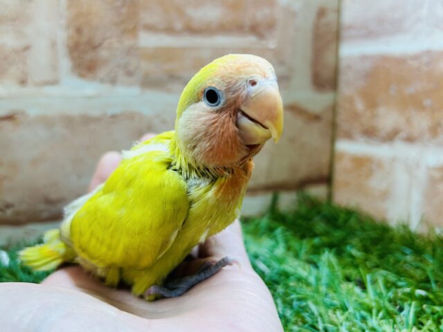 コザクラインコ（小桜インコ）