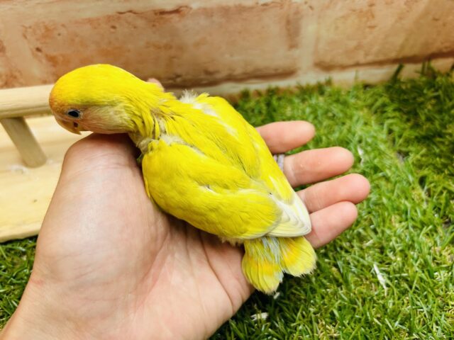 コザクラインコ（小桜インコ）