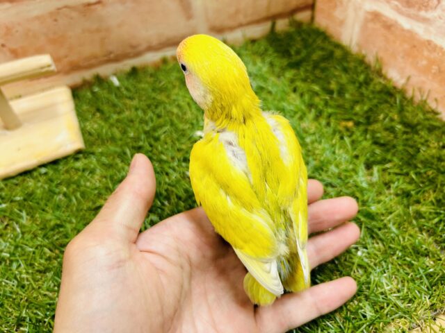 コザクラインコ（小桜インコ）