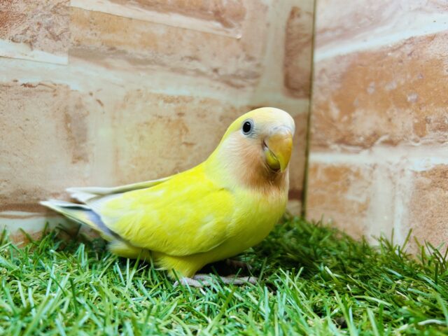 コザクラインコ（小桜インコ）