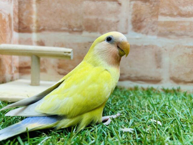 コザクラインコ（小桜インコ）