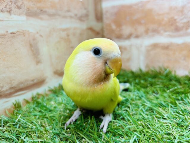 コザクラインコ（小桜インコ）